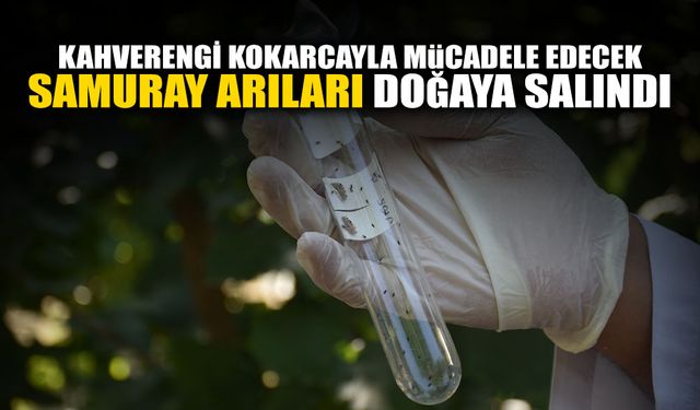 Sakarya'da Samuray Arıları Doğaya Salındı