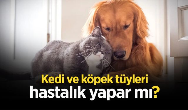 Kedi ve Köpek Tüyleri Hastalık Yapar Mı?