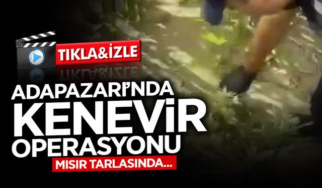 Adapazarı’nda Kenevir Operasyonu!