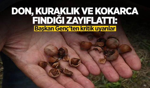 Kokarca ve Kuraklık Fındığı Vurdu