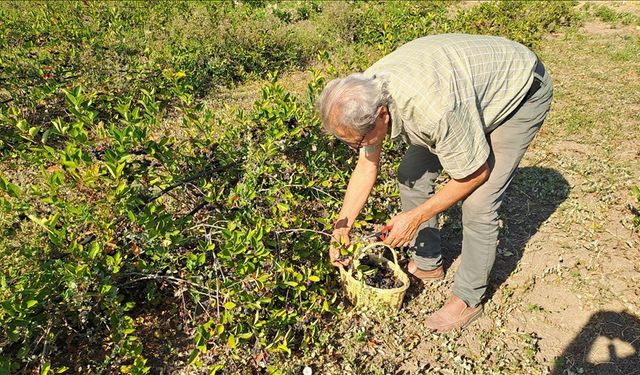 Sakarya'nın 12 İlçesinde Yetiştirilen Aronyada Hasat Zamanı