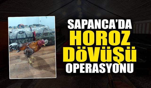 Sapanca’da Horoz Dövüşü Operasyonu 33 Hint Horozu Kurtarıldı
