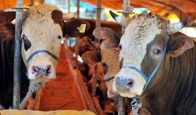 Veteriner Hekim Mustafa Yıldız’dan Kurban Uyarısı: "Dişi Hayvan Kesmeyelim"