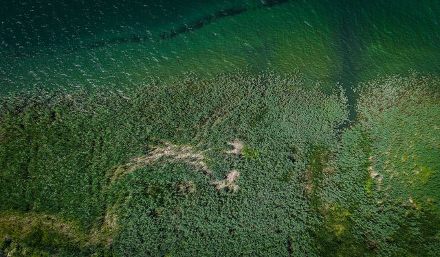 Zehirli Sazlıklar Gitti, Sapanca Gölü Kıyısını Tertemiz Sazlıklar Süsledi