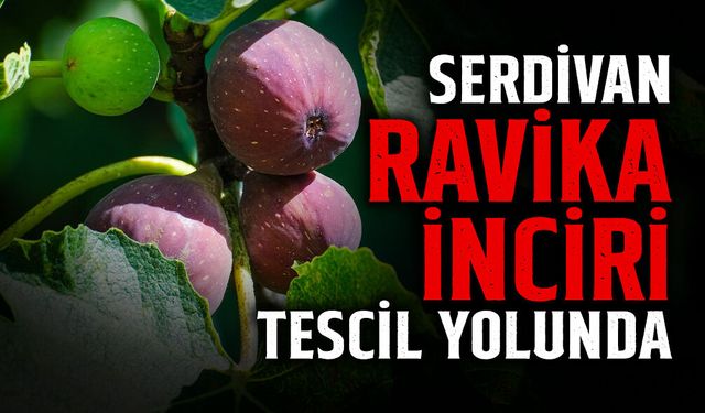 Serdivan Ravika İnciri Tescil Yolunda