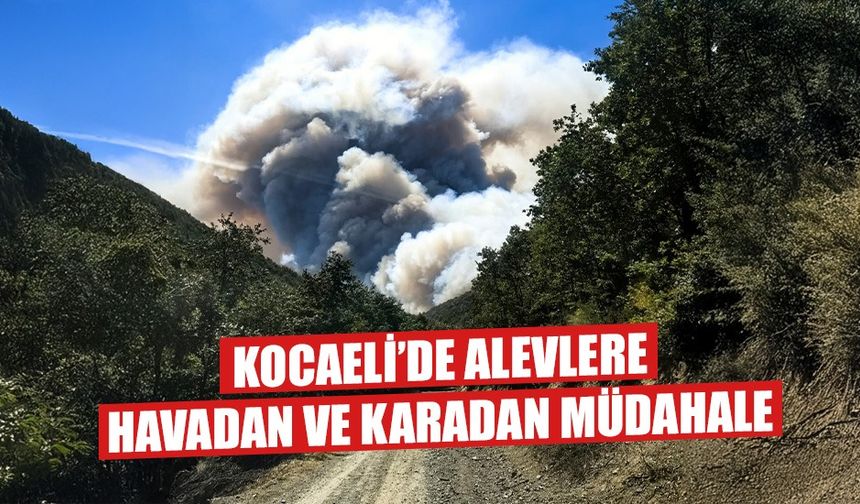 Kocaeli'de Orman Yangını