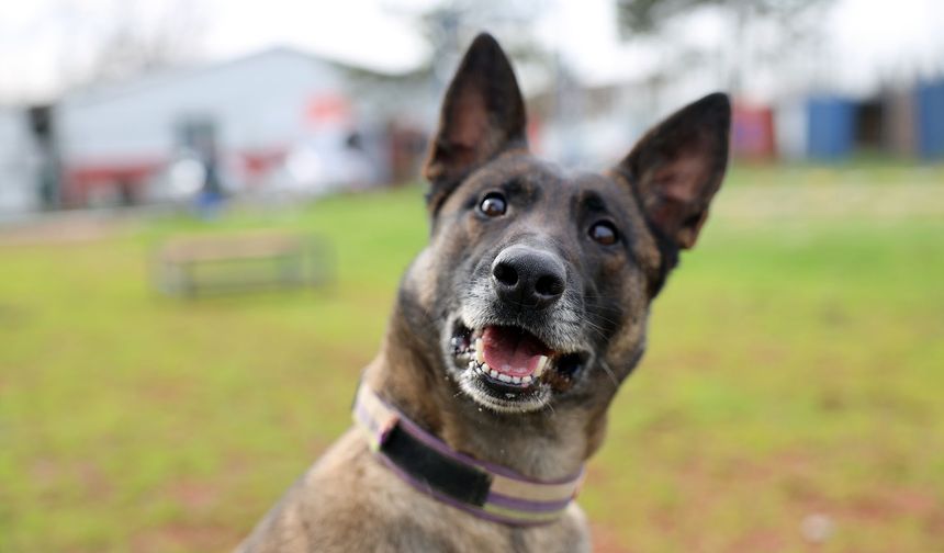 Reina, Ateş, Google ve Labrador En Zor Anda ‘Umut’ Olmak İçin Hep Hazır Kıta