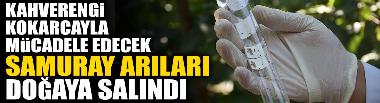 Sakarya'da Samuray Arıları Doğaya Salındı