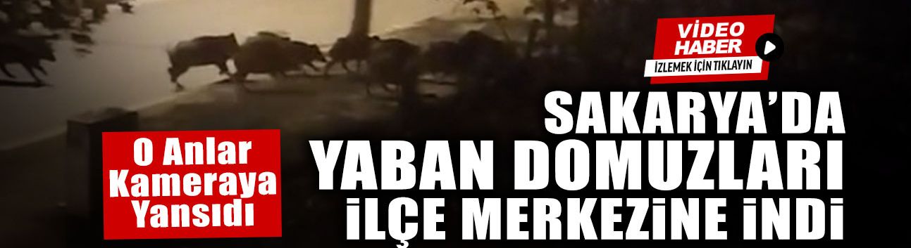 Sakarya’da Yaban Domuzları İlçe Merkezine İndi