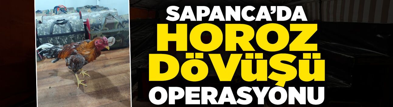 Sapanca’da Horoz Dövüşü Operasyonu 33 Hint Horozu Kurtarıldı
